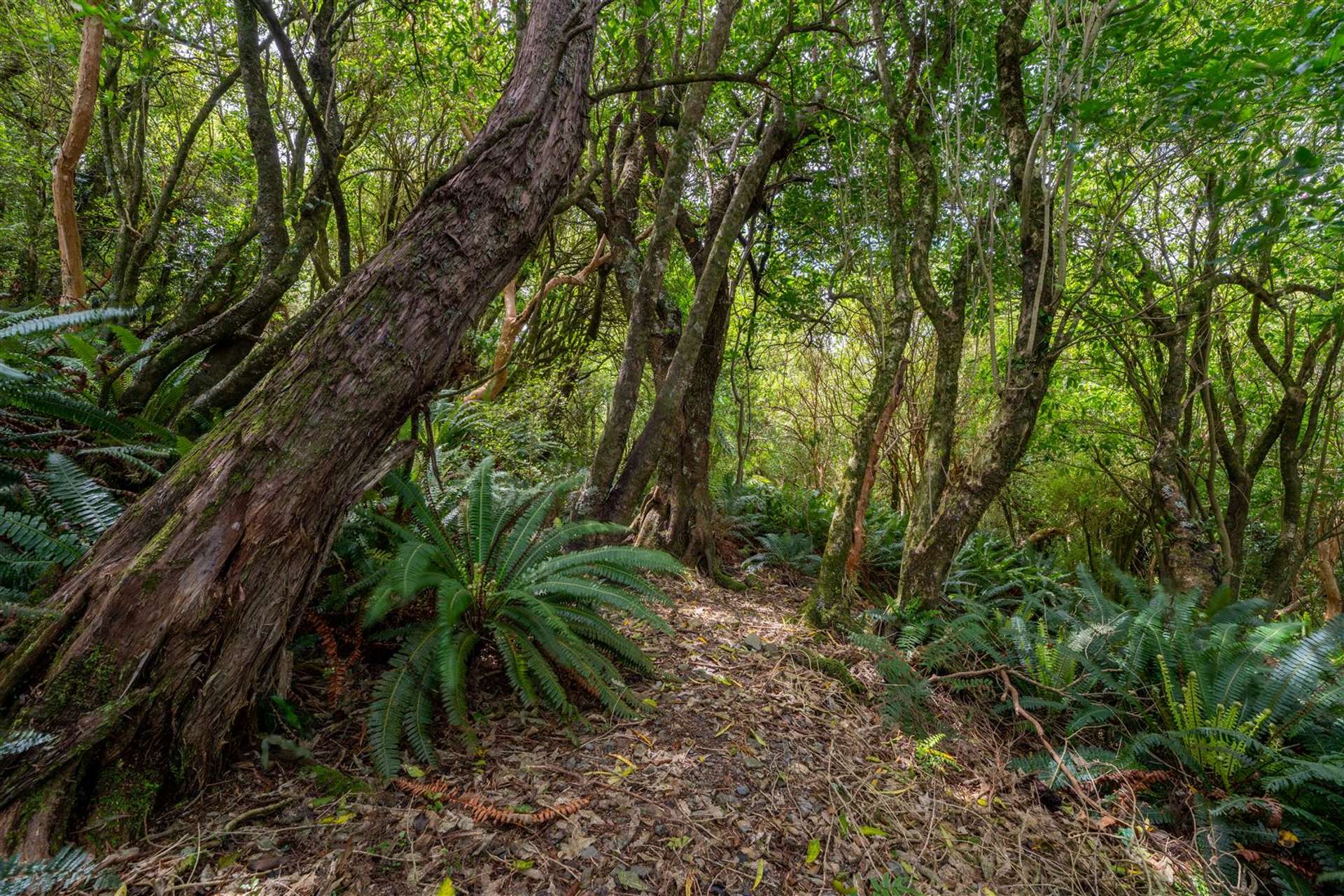 . Lookout Road, Peel Forest Geraldine_0