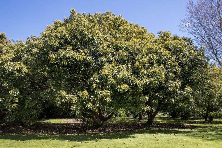 13B Astelia Drive Omokoroa_21