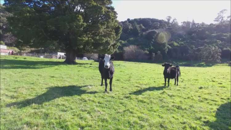 Harrison Street Featherston_6