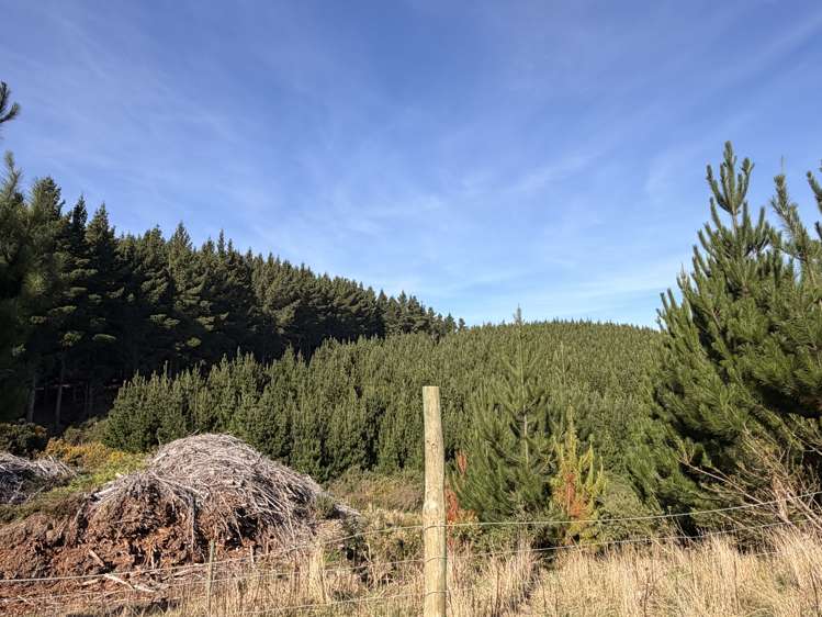 Shag Point Road Palmerston_7