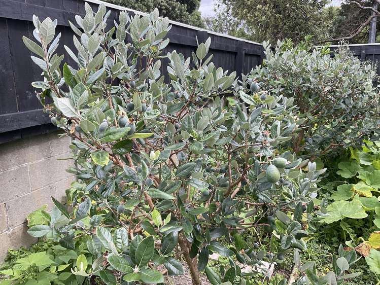 2/74 Cambridge Terrace Waterloo_12