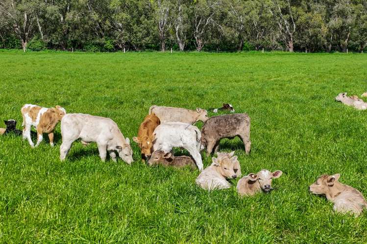 297 Pannetts Road Springston_22