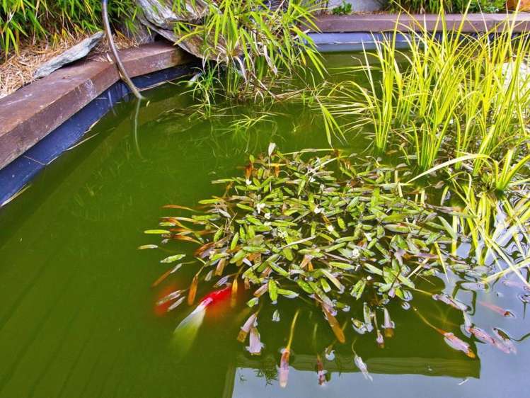 25 Sun Valley Grove Wainuiomata_12