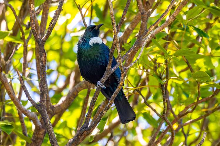 - Ruakaka Bay Marlborough Sounds_29