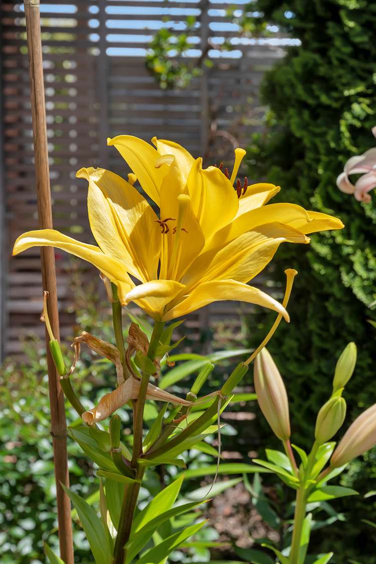 17a Churchill Street Kensington_21