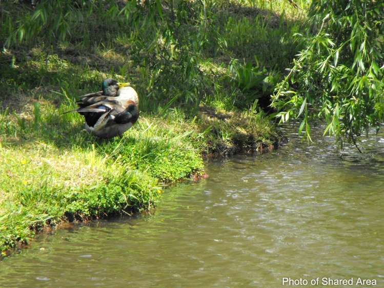 29 Alderton Drive Kerikeri_5