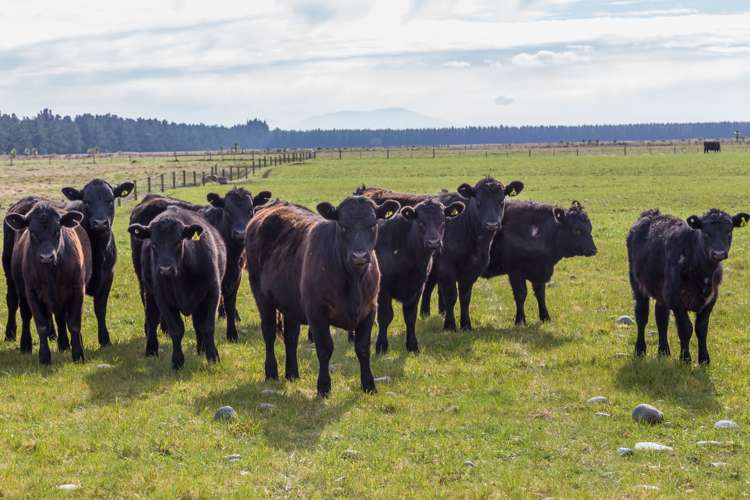 262 Chattertons Road McLeans Island_20