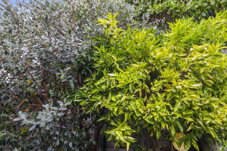 44 Chesterfield Way Orewa_25