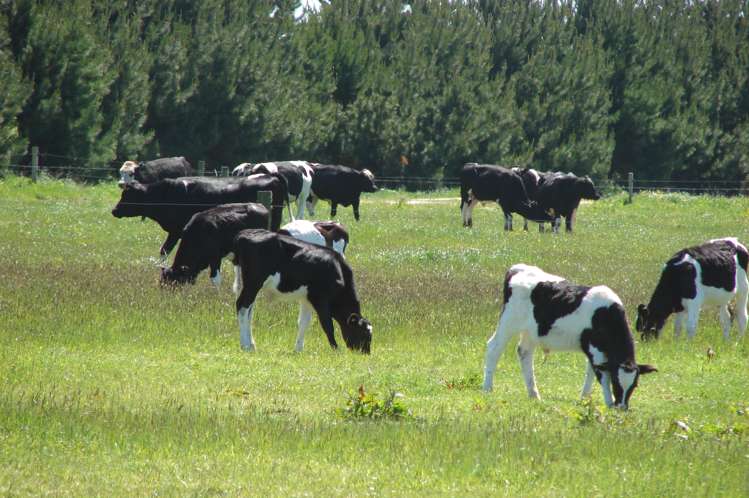 997 Waituna Lagoon Road Wyndham Surrounds_15