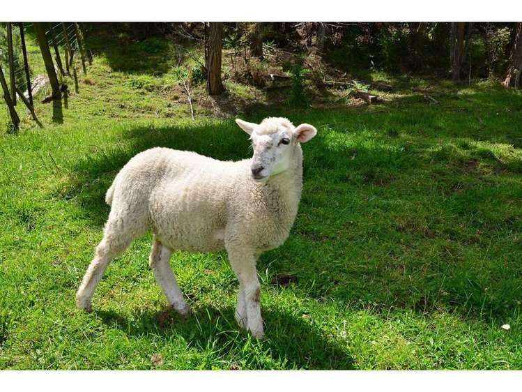 808 Inland Road Helensville_5