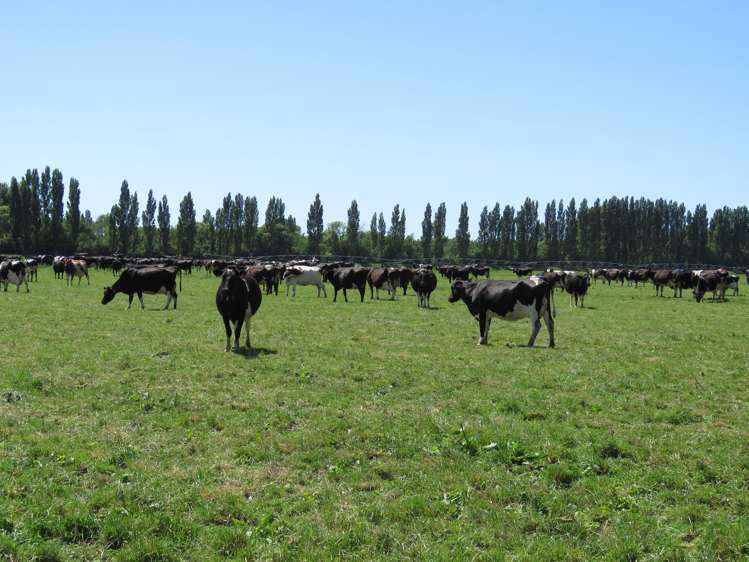 750 Ashburton Staveley Road Greenstreet_21