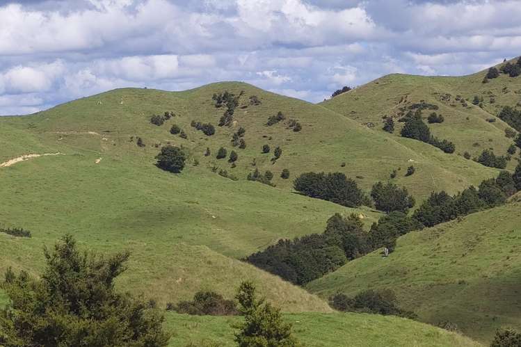 632 Marlow Road Maromaku_7