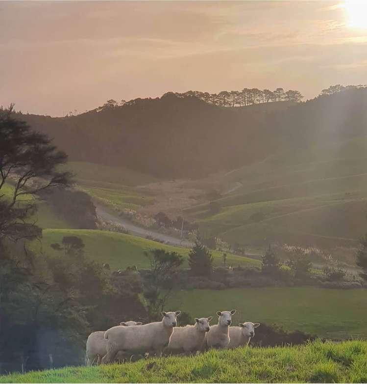 1093 Run Road Wellsford_41