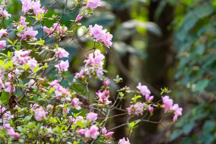 598c Wright Road Aongatete_20