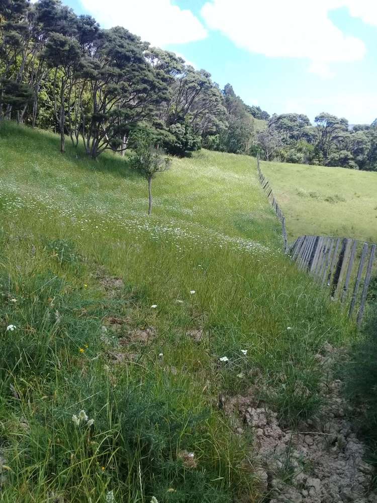 299 Kiwitahi Road Helensville_18