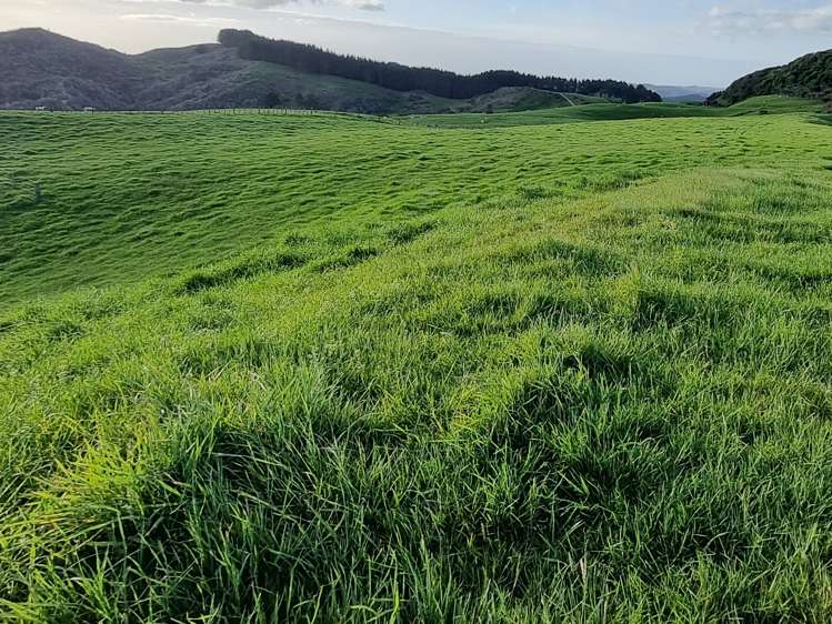 165 Kereru Road Glen Massey_9