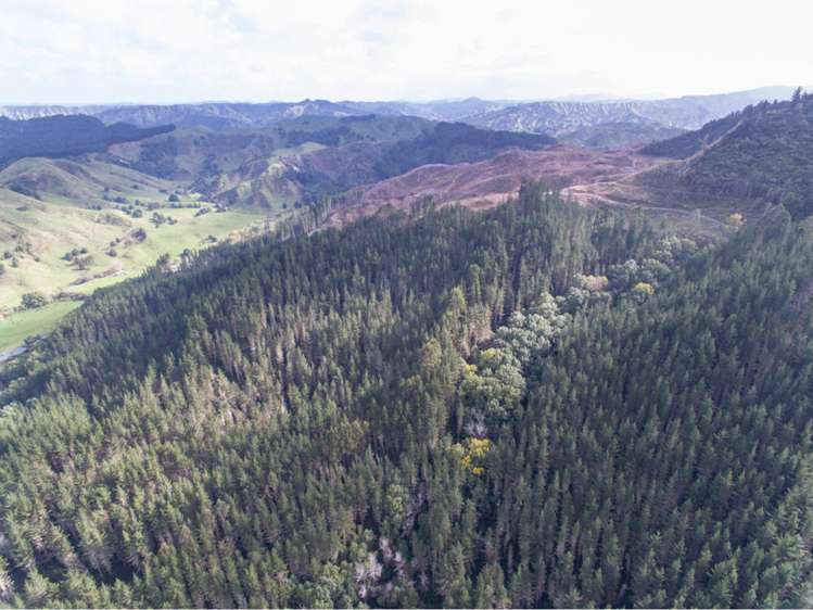 15 State Highway 49 Ohakune_5