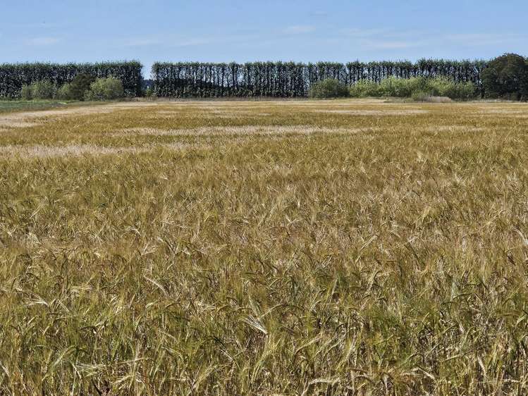 458 Wakarara Road Ongaonga_4