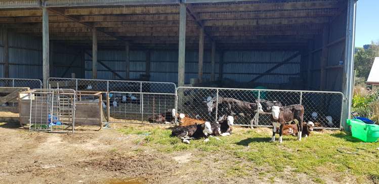 759 Adams Flat Road Balclutha_4