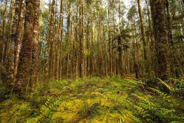 847 Lake Brunner Road Moana_19