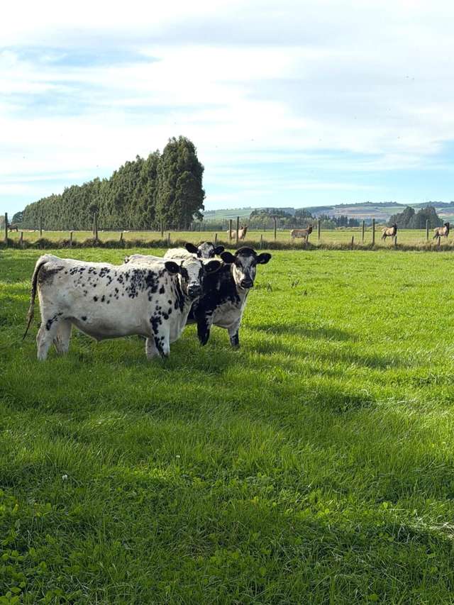 Premium Land at Thomsons Crossing