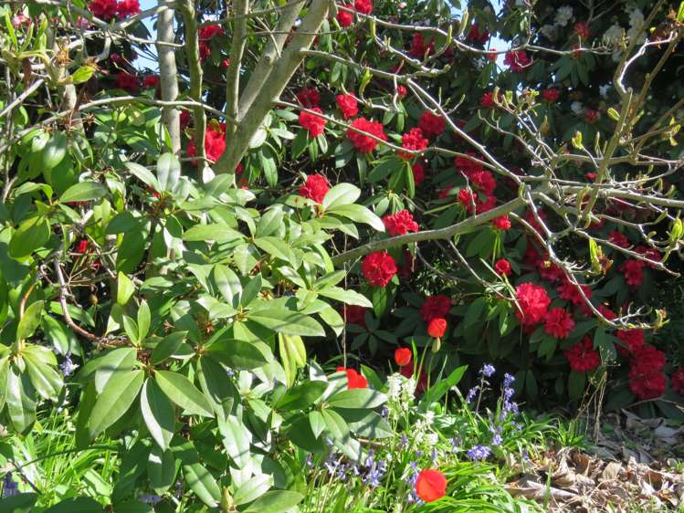 32b Campbell Street Geraldine_7