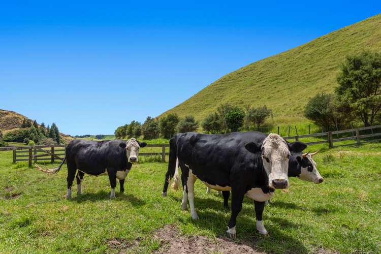 47a Awanuiarangi Road Pikowai_2