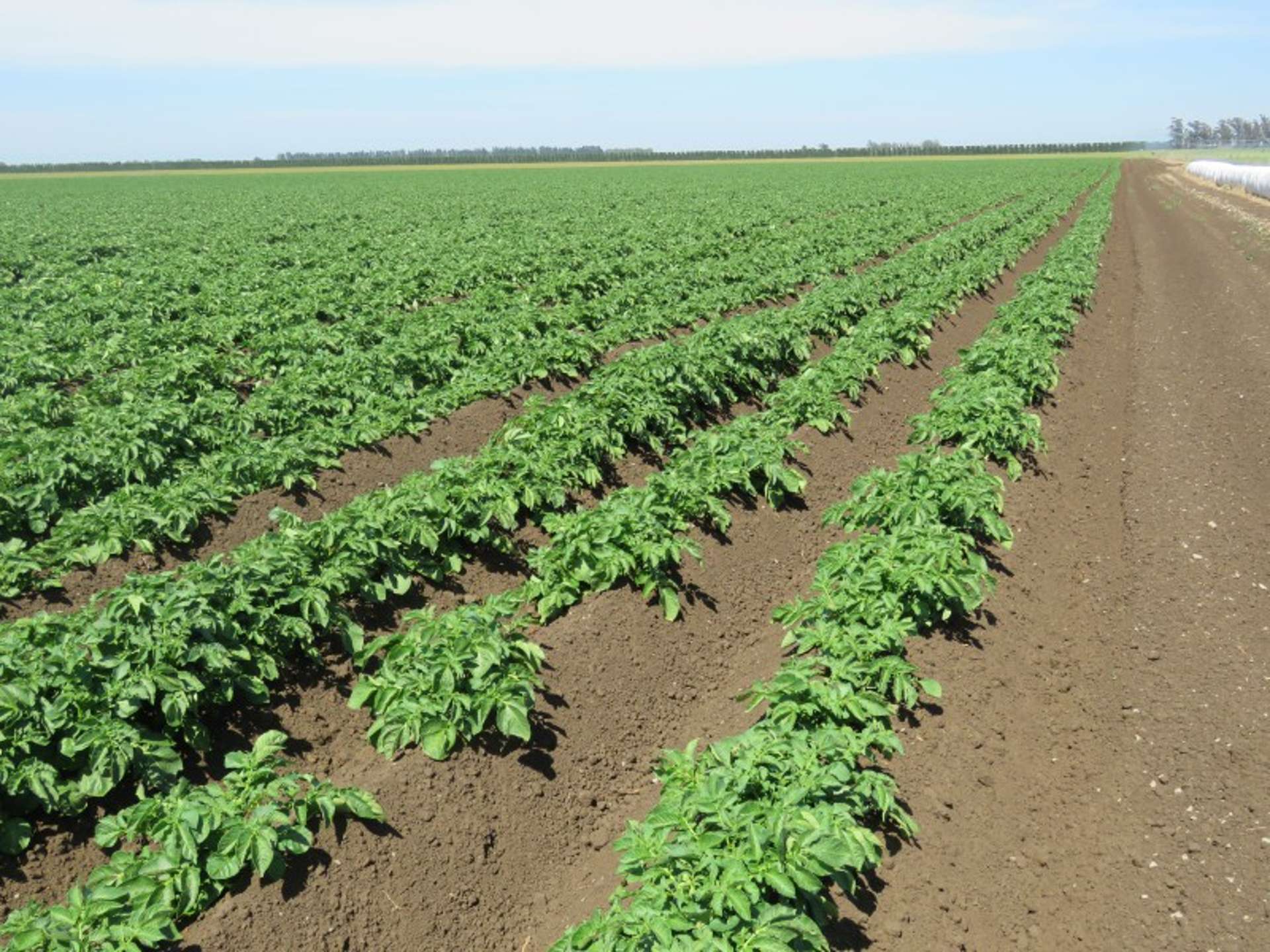 524 Rules Road Pendarves_0