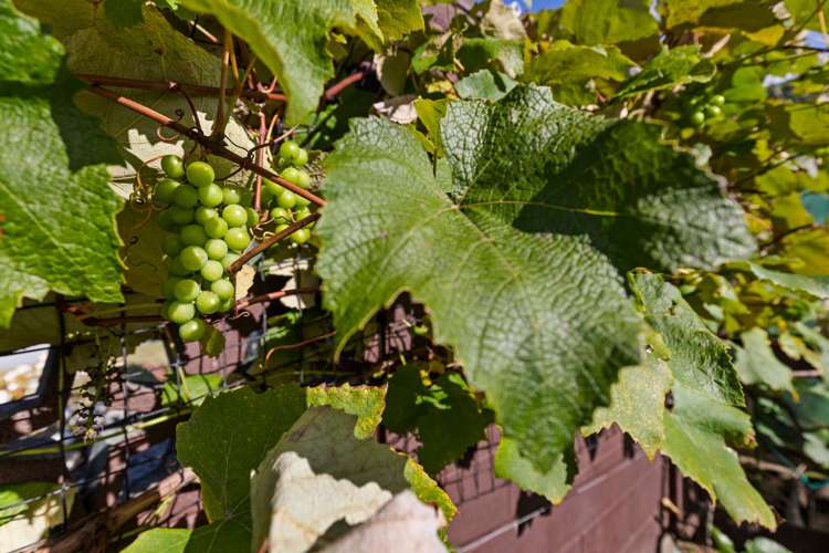 61 Mallard Drive Selwyn Heights_17