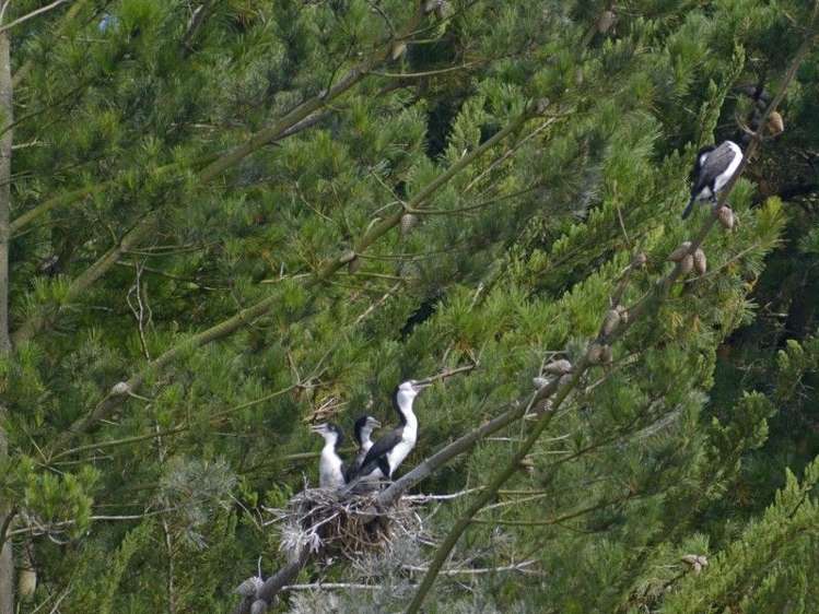 14 Drake Street Waikawa Beach_14