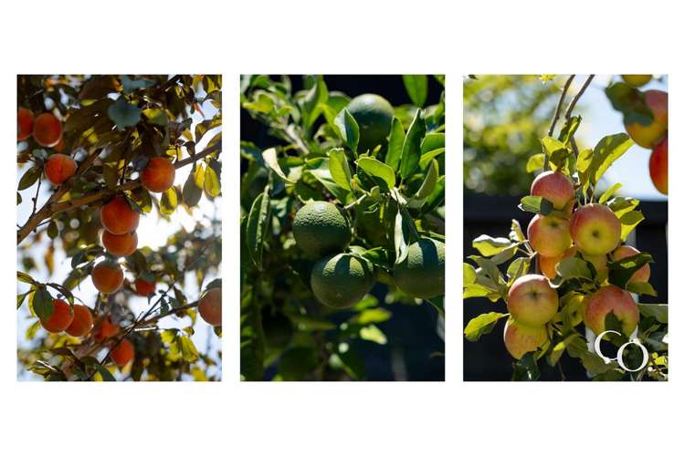 11C Lowry Road Te Puke_23