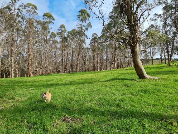 54 Hall Road Tinopai_12