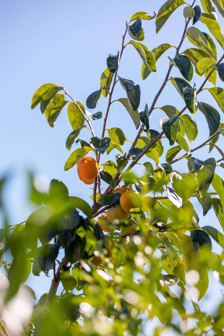 10 Poike Road Hairini_34