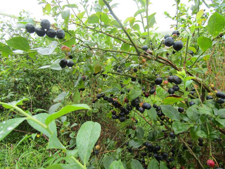 549a Seddon Road Gordonton_17