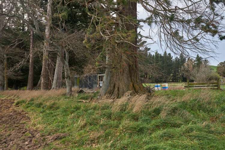 98 Fosters Road Cheviot_21