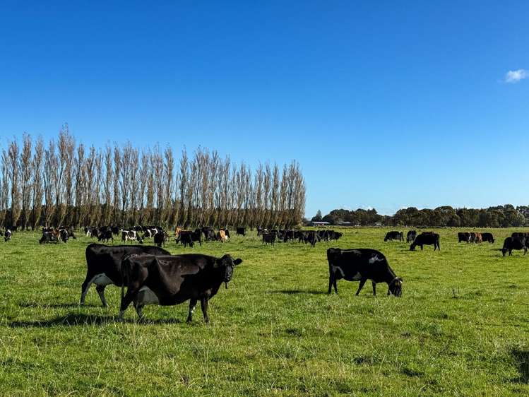 403 Island Edendale Road Menzies Ferry_9