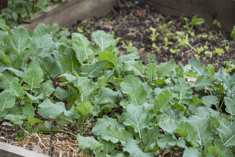 7 Vonnell Place Birkdale_17