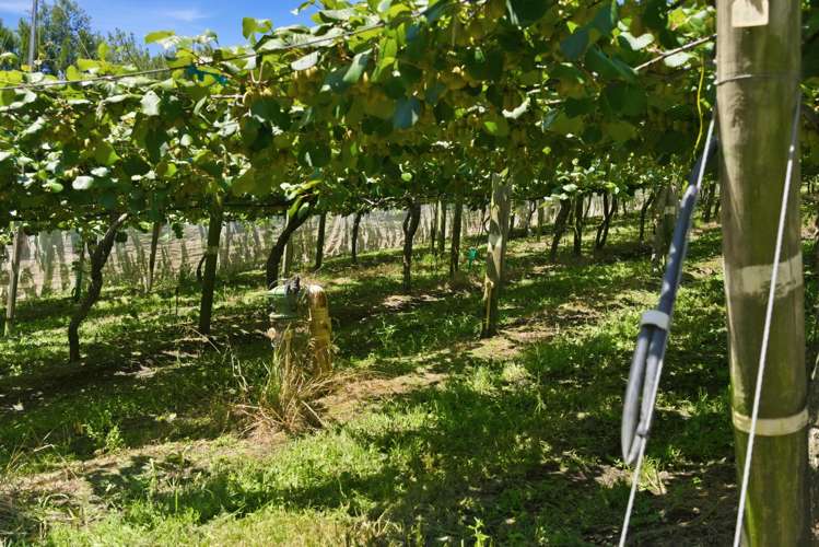 80 Roydon Downs Road Paengaroa_12