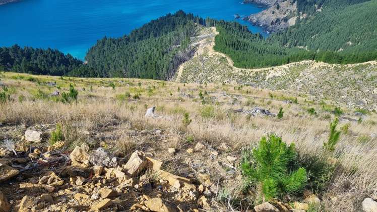 Queen Charlotte Forest, Onapua Bay Marlborough Sounds_21