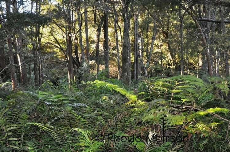 125 Jumna Road Maungaturoto_5