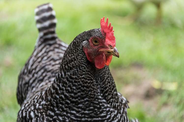 38 Rodney Street Howick_21