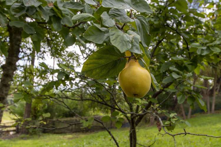 79 Ronaldsay Street Palmerston_17