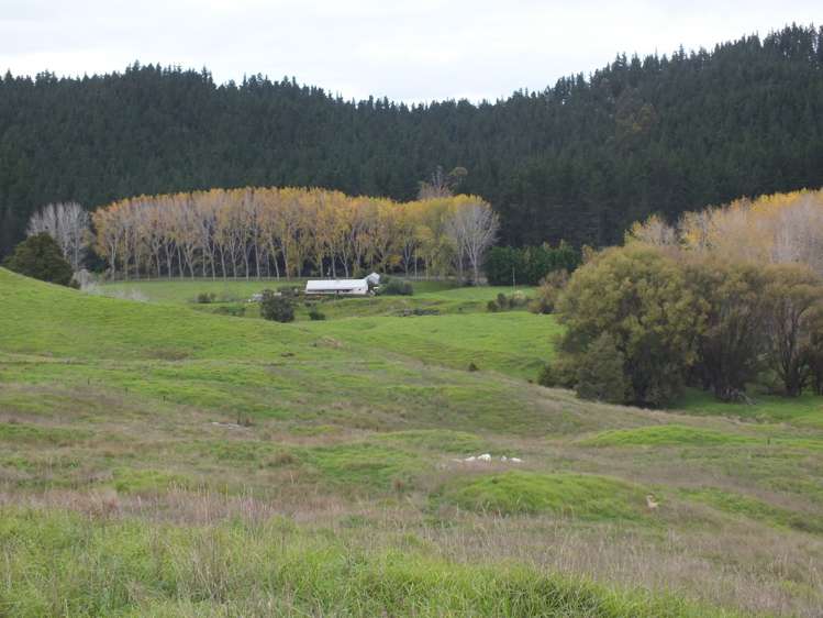 1884 Tangowahine Valley Road Dargaville Surrounds_7