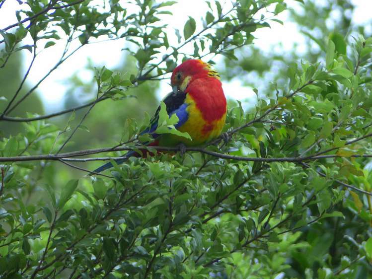 53 Kitewaho Road Swanson_47