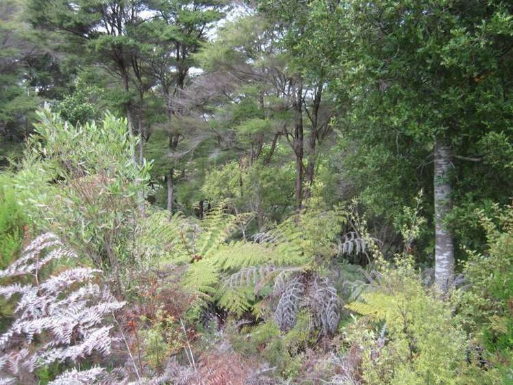 321a Quine Road Tahuna_10