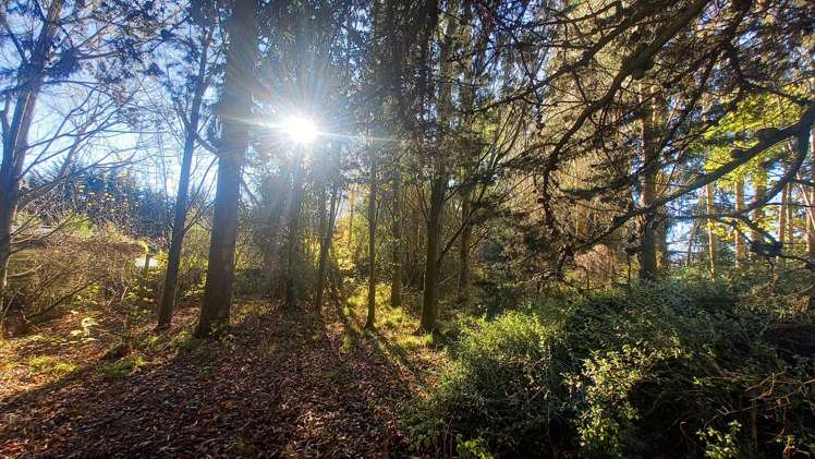 3 Sim Road Pukemaori_16