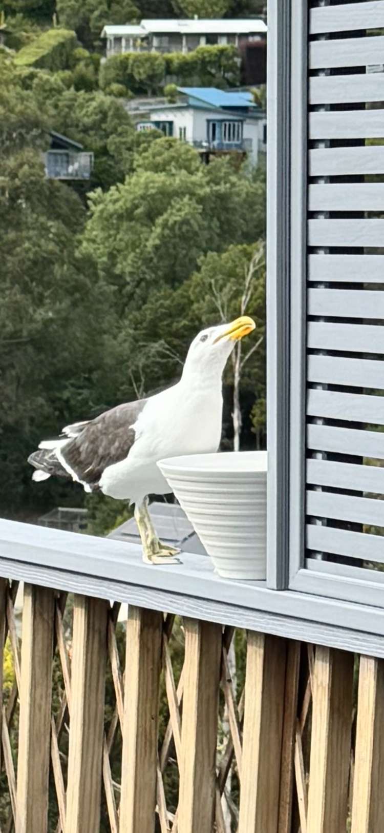 99 Princes Drive Britannia Heights_27