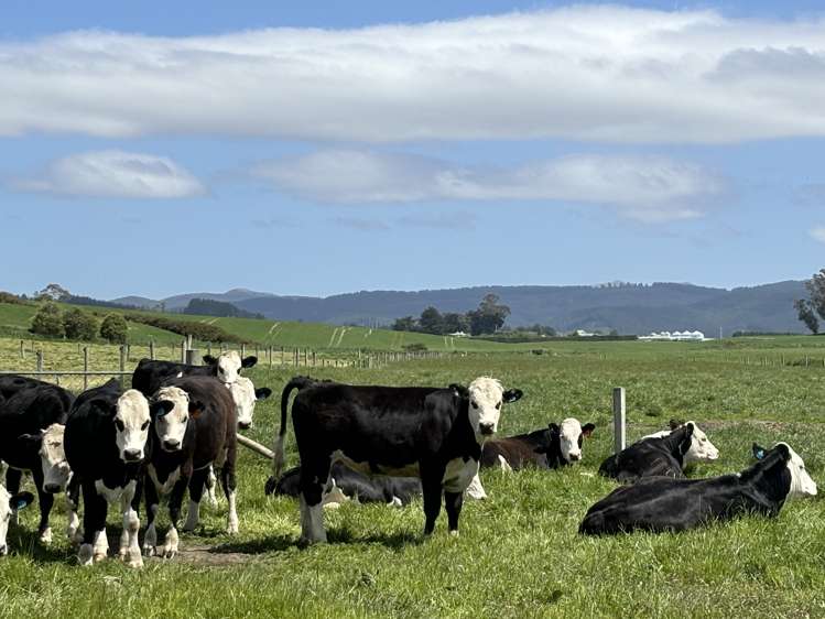 11 Irvine Road Herbert_23