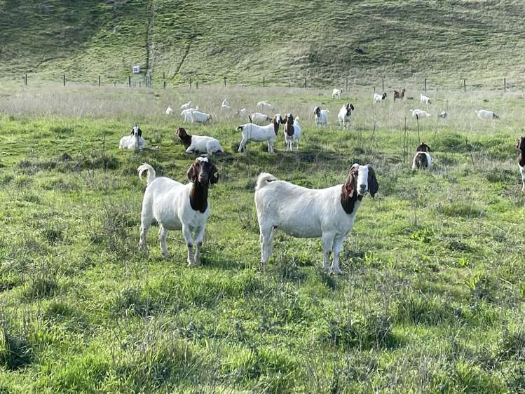 Kinney Road Chatto Creek_3