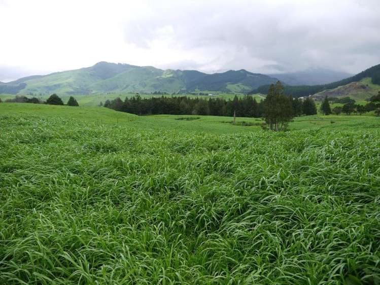 259 Waimata Road Dargaville Surrounds_20